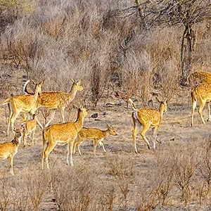 6 Days Tour to Bagerhat and Sundarbans in Bangladesh