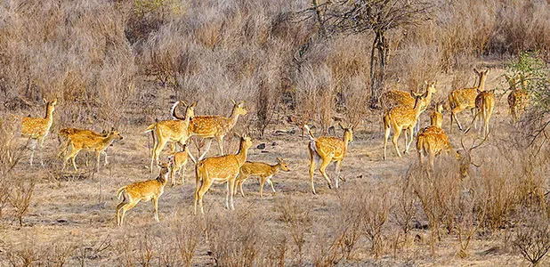 6 Days Tour to Bagerhat and Sundarbans in Bangladesh