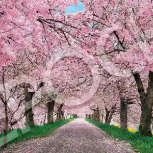 Epoch 1000-Piece Jigsaw Puzzle Japanese Landscape Cherry Blossoms 50X75Cm